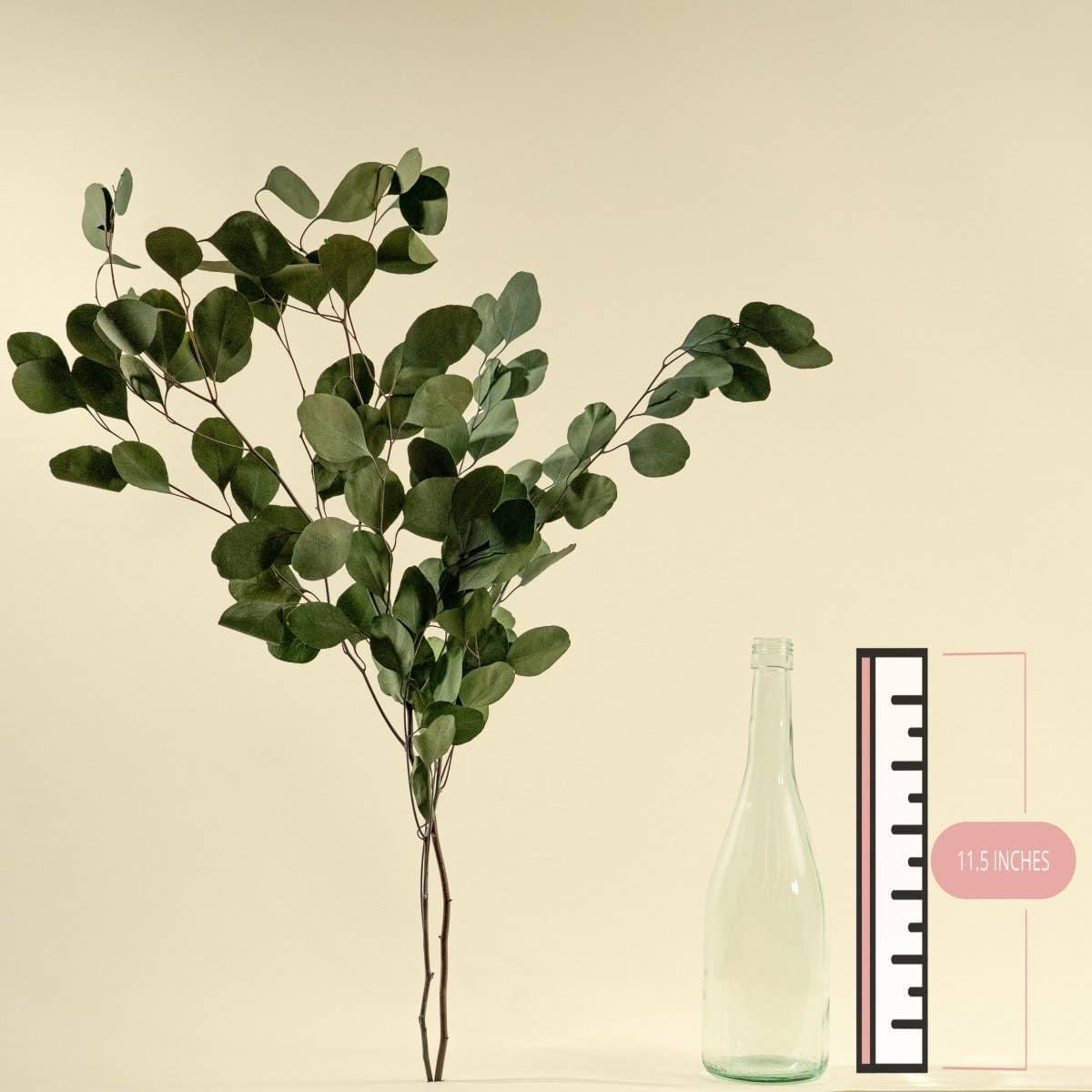 Preserved Silver Dollar Eucalyptus - Green: 1 bunch (4 oz.)