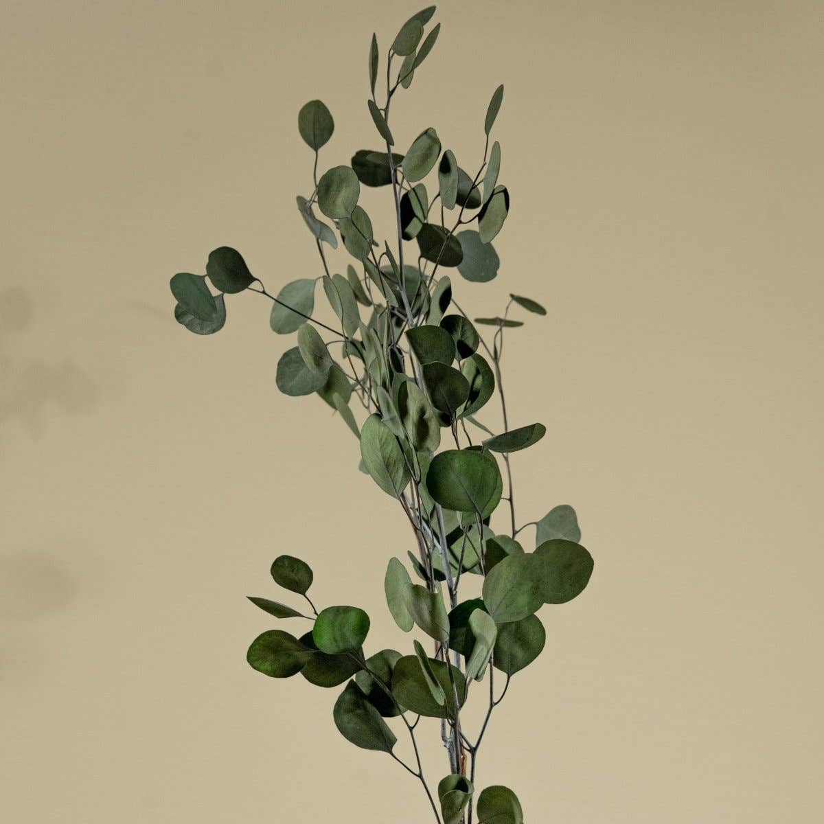Preserved Silver Dollar Eucalyptus - Green: 1 bunch (4 oz.)