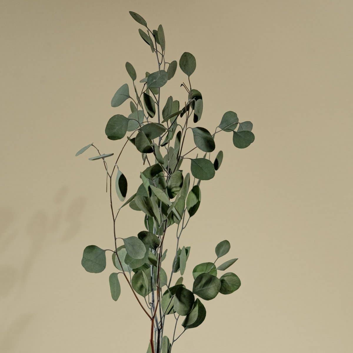 Preserved Silver Dollar Eucalyptus - Green: 1 bunch (4 oz.)