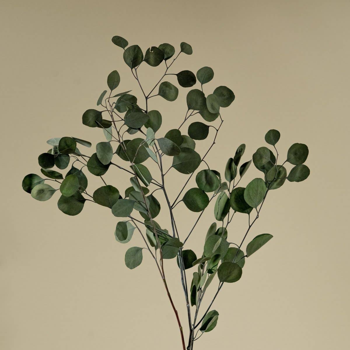 Preserved Silver Dollar Eucalyptus - Green: 1 bunch (4 oz.)