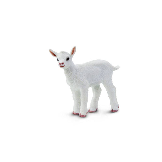 Kid Goat - 161229
